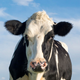 Illustration for article titled Spotted cows spotted at Spotted Cow-brewing brewery